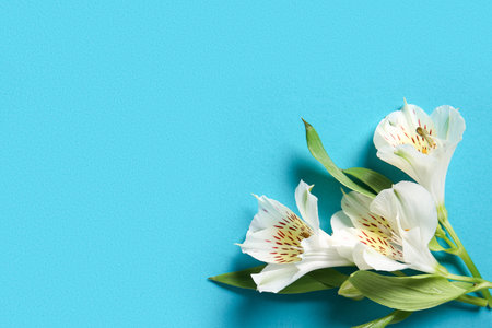 Fresh alstroemeria flowers on color backgroundの写真素材