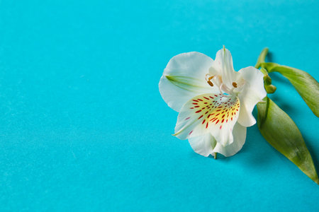 White alstroemeria flower on blue backgroundの写真素材