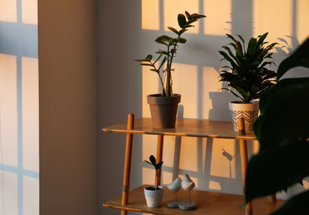 Shelf unit with houseplants in interior of roomの写真素材