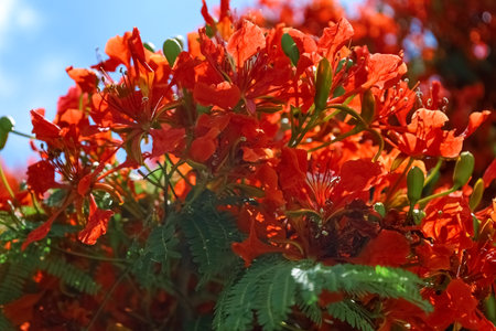 Tree with bright red flowers against sky background, closeup