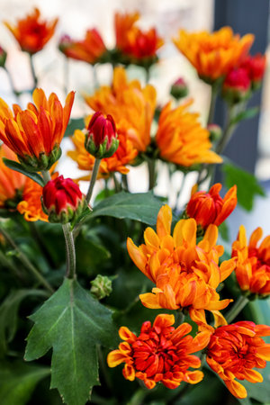 Beautiful chrysanthemum flowers on balcony, closeup