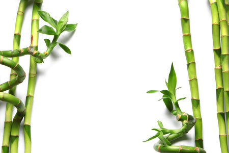 Bamboo branches isolated on white backgroundの写真素材
