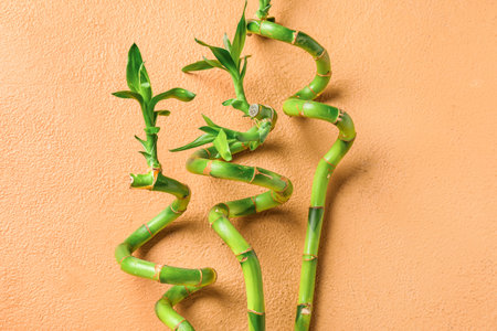 Bamboo stems on beige background, closeupの写真素材