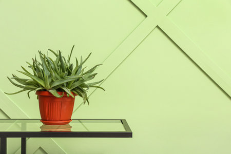 Potted aloe vera on table near green wallの写真素材