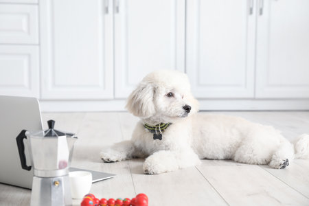 Cute little dog and laptop in the kitchenの写真素材