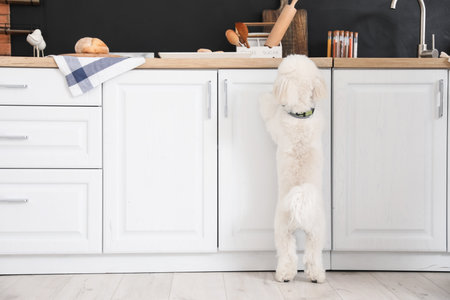 Cute little Bichon in the kitchenの写真素材