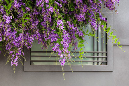 View of shrub with purple flowers and fence outdoors, closeupの写真素材