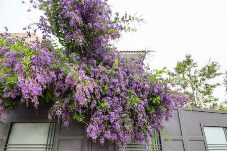 View of shrub with purple flowers and fence on city streetの写真素材