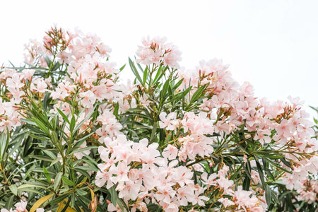 Shrub with beautiful pink flowers against sky background, closeupの写真素材