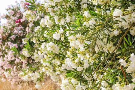 Beautiful white flowers blooming outdoors, closeup