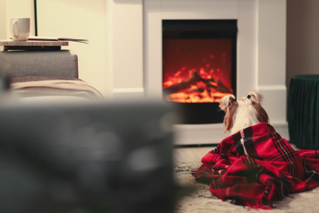 Cute dog with warm plaid near fireplace. Concept of heating seasonの写真素材