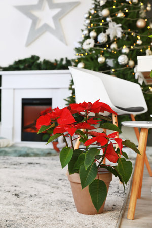 Christmas plant poinsettia in the interior of the roomの写真素材