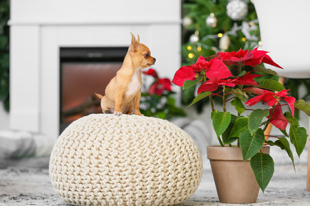 Cute small dog with poinsettia at home on Christmas eveの写真素材