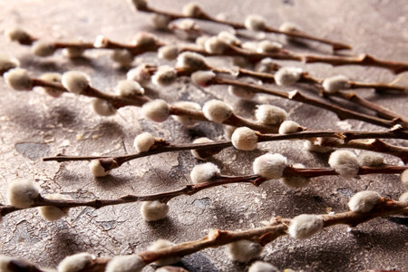 pussy willow branches on gray grunge background