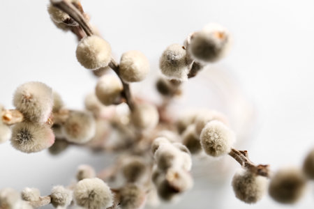pussy willow branches on white blurred backgroundの写真素材