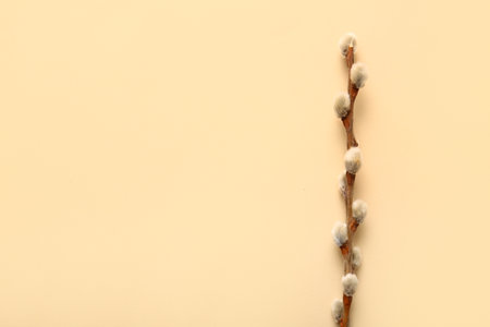 Pussy willow branch on beige background