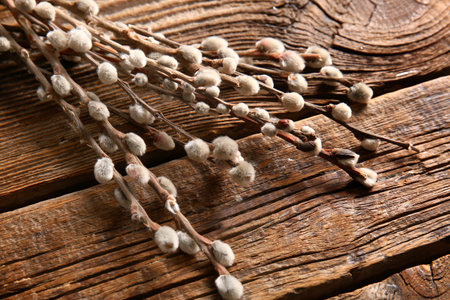 pussy willow branches on brown wooden background