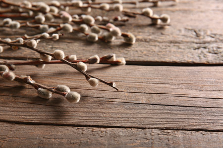pussy willow branches on brown wooden background