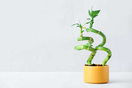 Pot with bamboo plant on color backgroundの写真素材