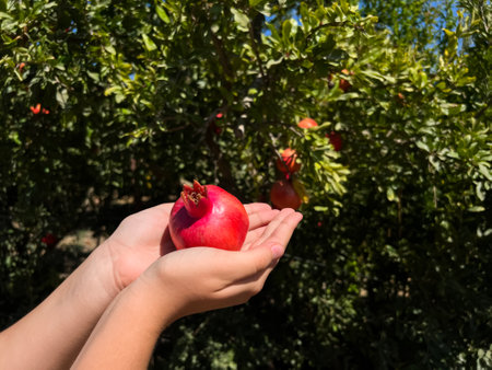 Woman with red pomegranate on farm, closeupの写真素材