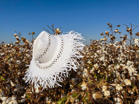 Beautiful white hat on cotton flowersの写真素材