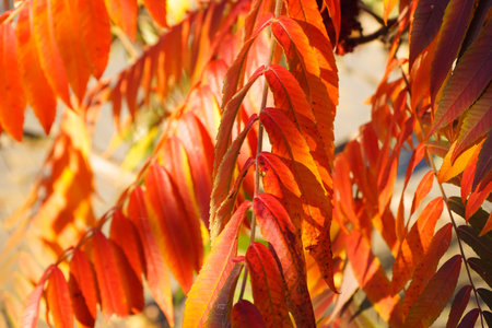 Tree branch with beautiful autumn leaves outdoors, closeup