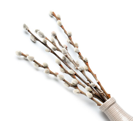 Vase with pussy willow branches isolated on white background