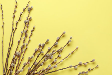 Pussy willow twigs on yellow backgroundの写真素材