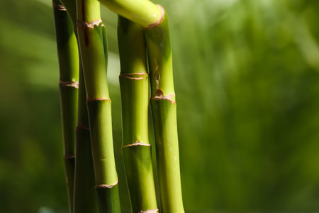 green bamboo branches on blurred backgroundの写真素材