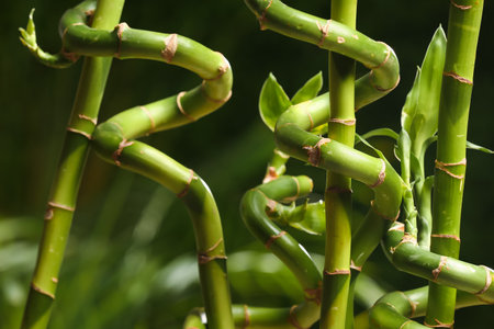 green bamboo branches on blurred backgroundの写真素材
