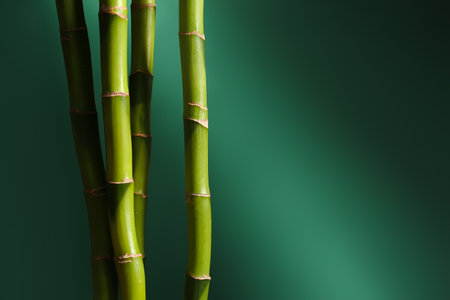 Bamboo branches on green backgroundの写真素材