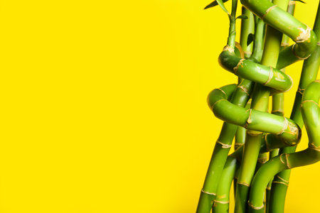 Bamboo branches on yellow backgroundの写真素材
