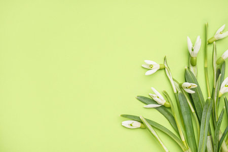 Beautiful snowdrops on green backgroundの写真素材