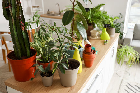 Different houseplants with gardening tools on table in kitchenの写真素材