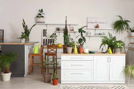 Interior of light kitchen with green houseplants, counters and shelvesの写真素材