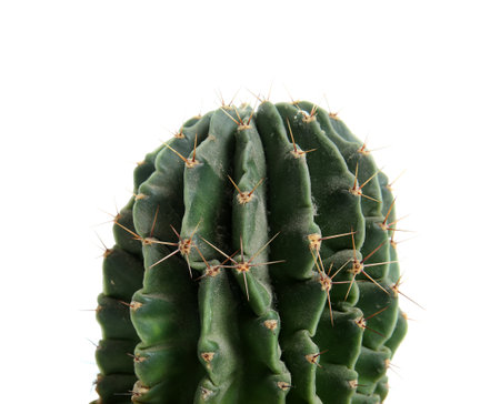 Small green cactus on white background, close upの写真素材