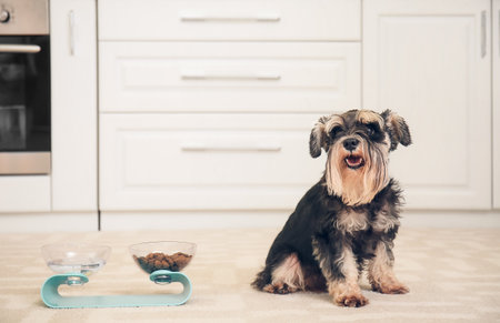 Cute dog near bowls with food and drink at homeの写真素材
