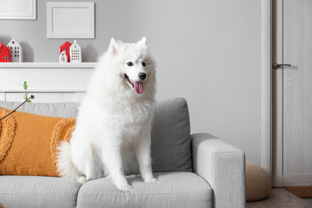 White Samoyed dog sitting on sofa at homeの写真素材