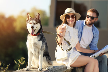 Young couple with cute Husky dog in the parkの写真素材