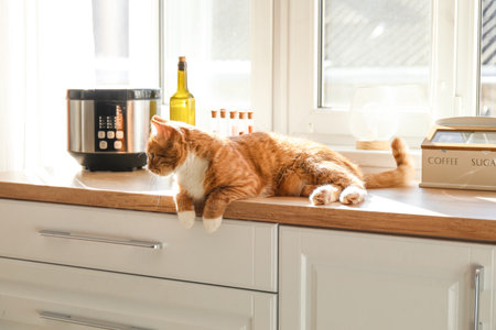 Cute red cat lying on the counter in the kitchenの写真素材