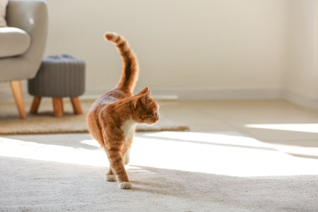 Cute red cat on carpet in living roomの写真素材