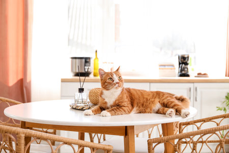 Cute red cat lying on dining table in kitchenの写真素材