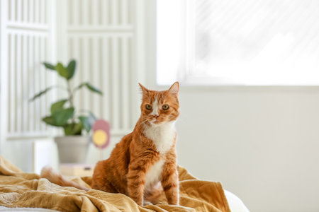 Cute red cat sitting on blanket in bedroomの写真素材