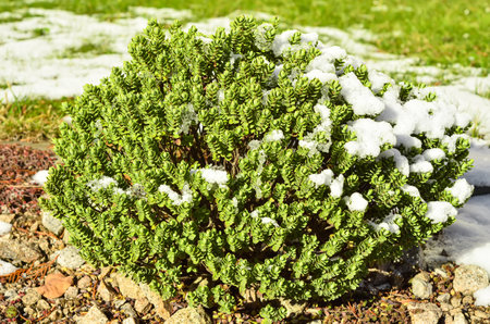View of evergreen bush covered with snow on winter day
