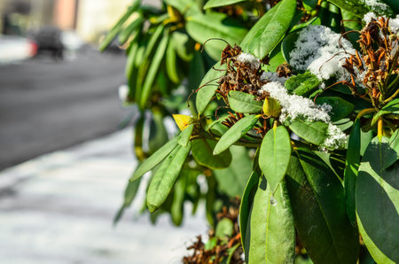 Plant branches covered with snow on winter day, closeupの写真素材
