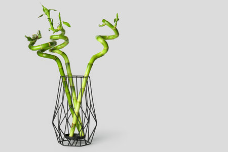 Vase with bamboo plant on gray backgroundの写真素材