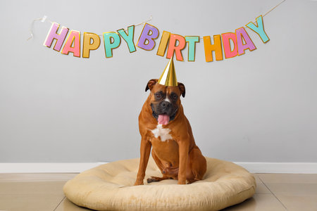 Boxer dog with party hat and text HAPPY BIRTHDAY on light wallの写真素材