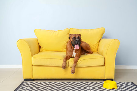 Boxer dog lying on yellow sofa at homeの写真素材