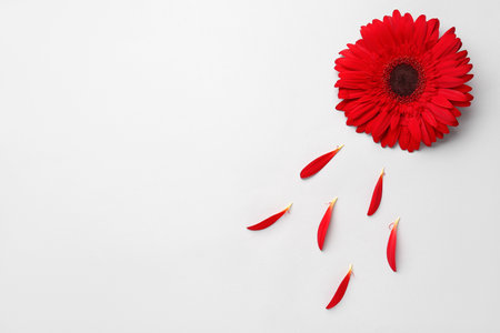 Beautiful gerbera flower and petals on gray backgroundの写真素材