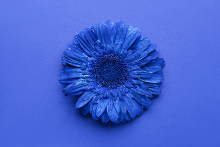 beautiful gerbera flower on blue backgroundの写真素材